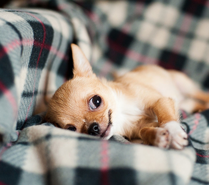 dog