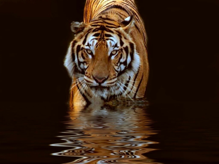 Riflesso