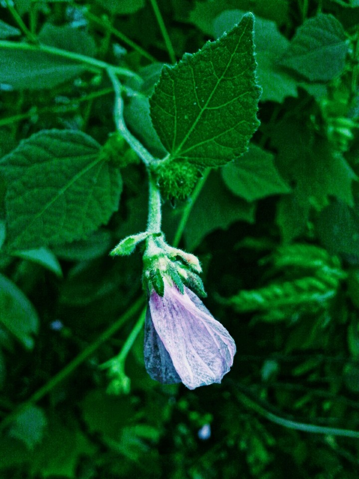 Violet