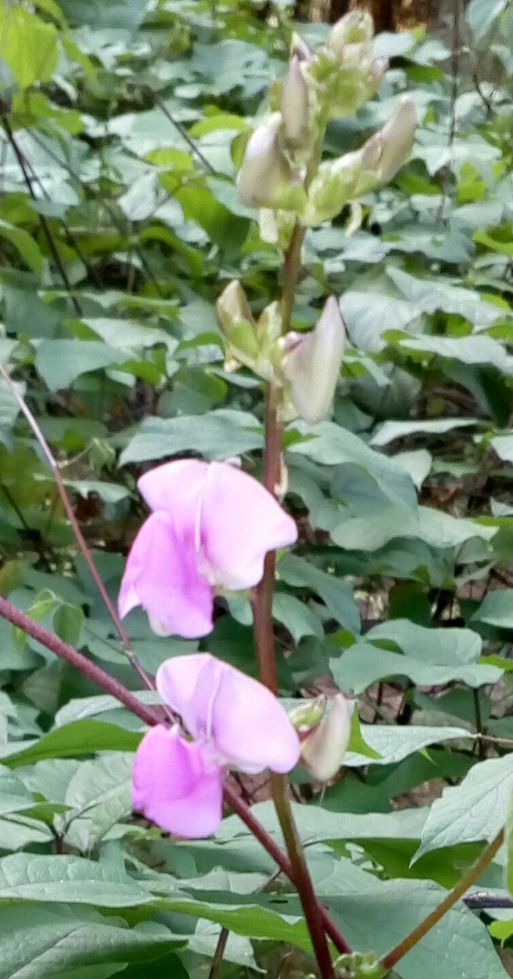 Pink broad beans flower