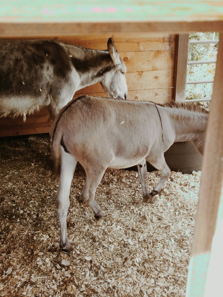 Donkeys