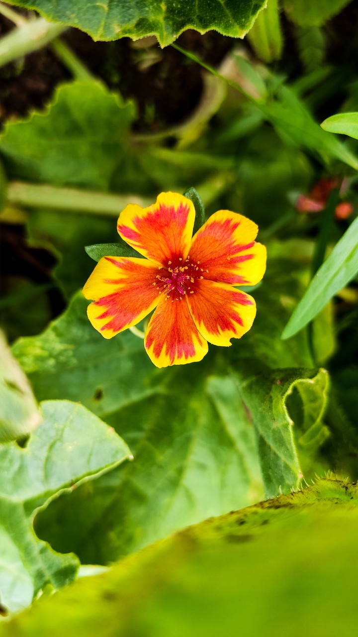 flower