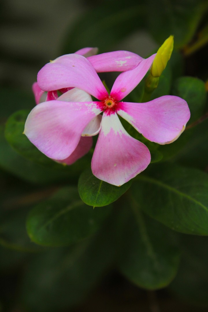 beautiful flower