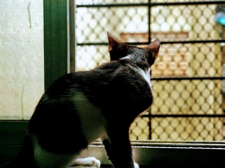 cat