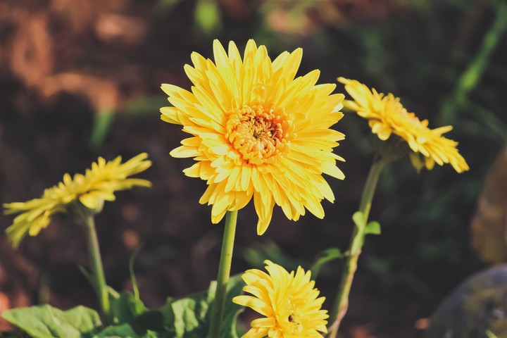 flower