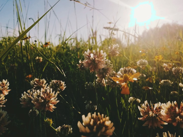 flower
