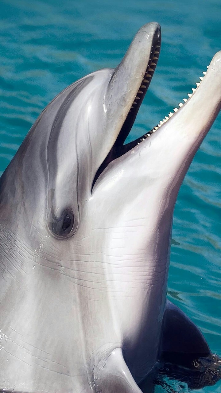 Dolphin