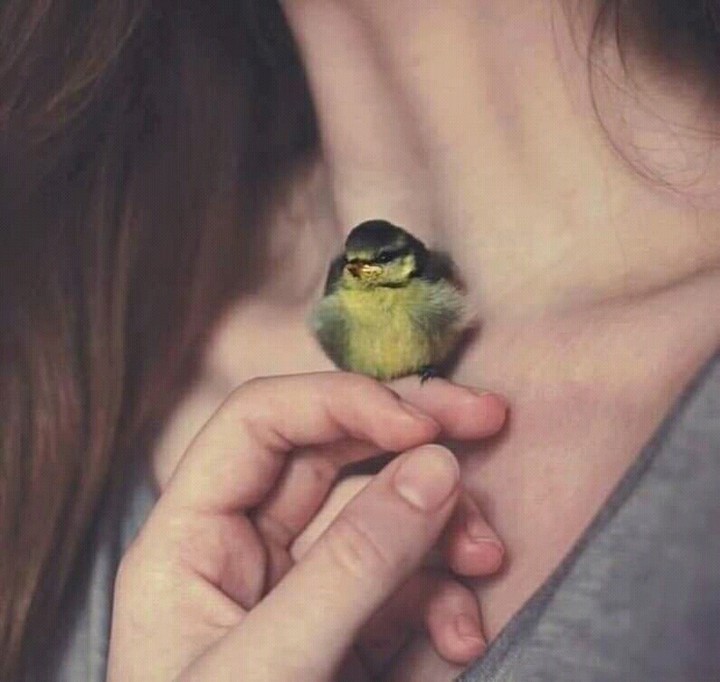 bird