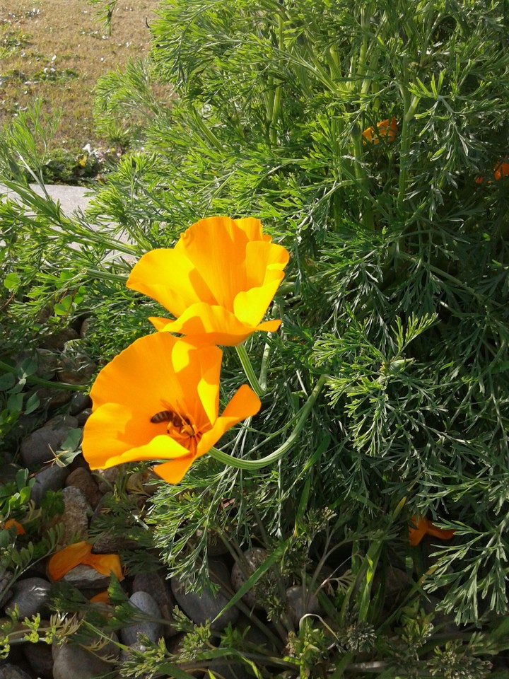 poppies