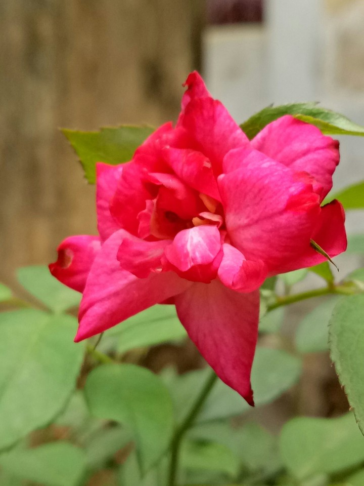 lovely rose