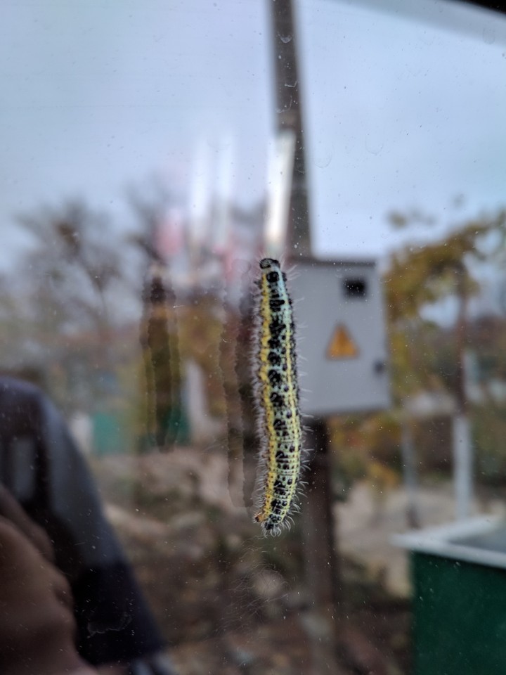 caterpillar