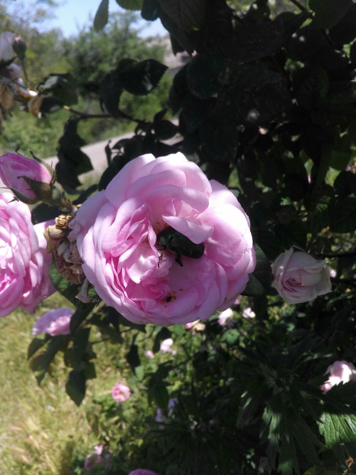 Roses