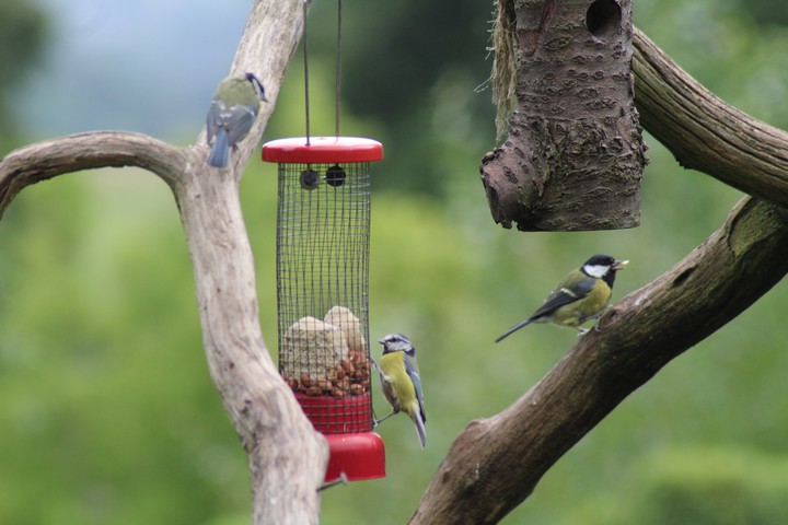 tits feeding