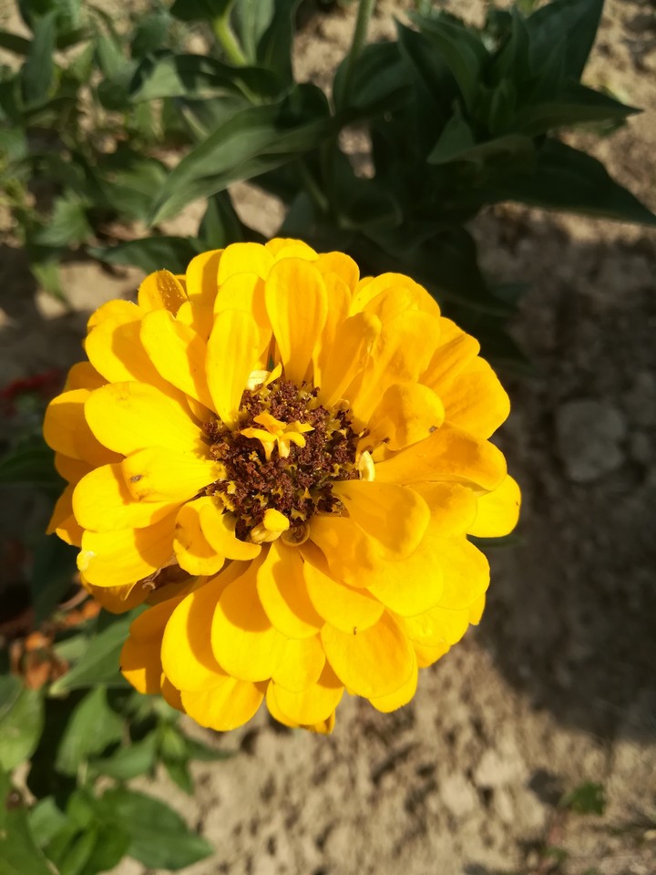 FLOWER