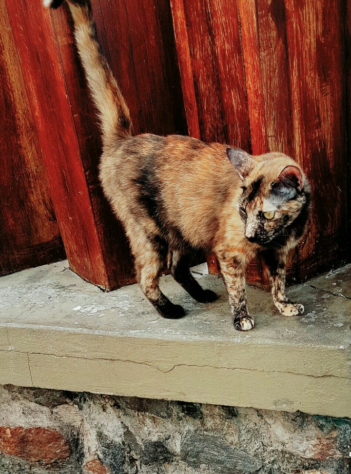 gato ferrugem