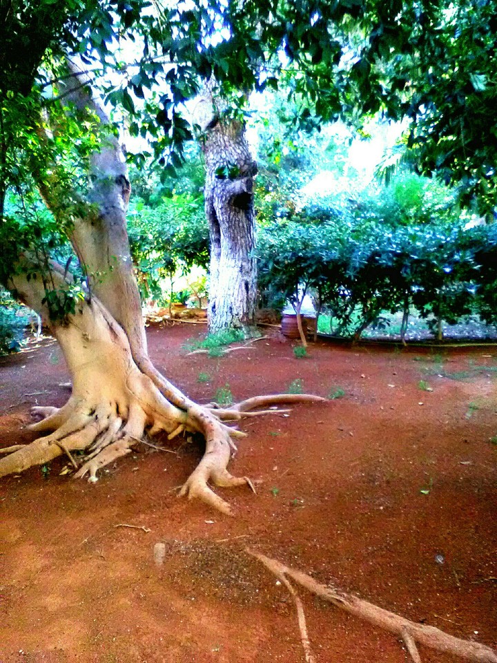 old tree with roots