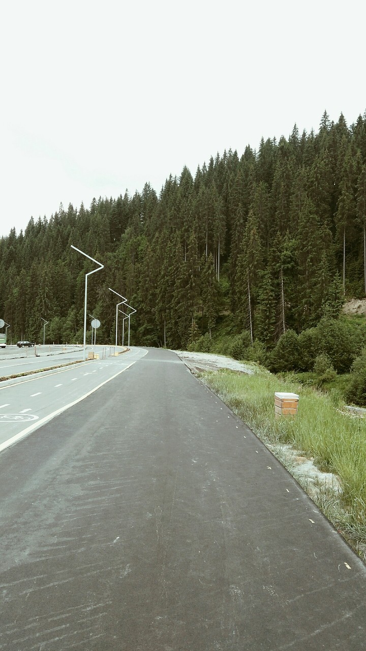 road to the forest