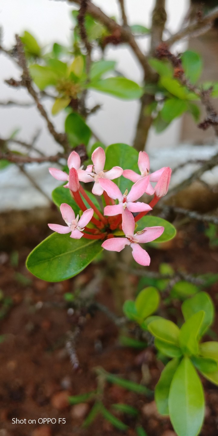 pink.. cute