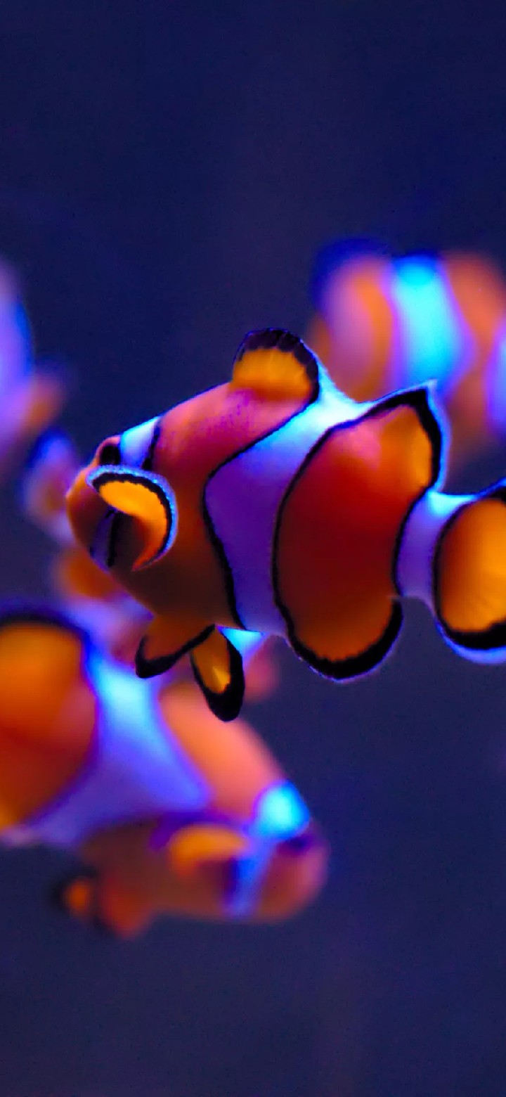 fish