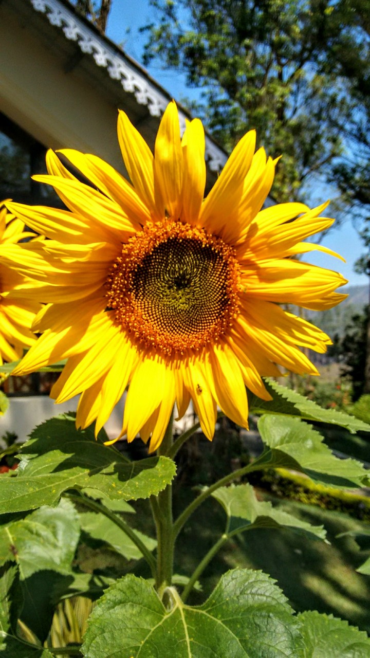 Sunflower