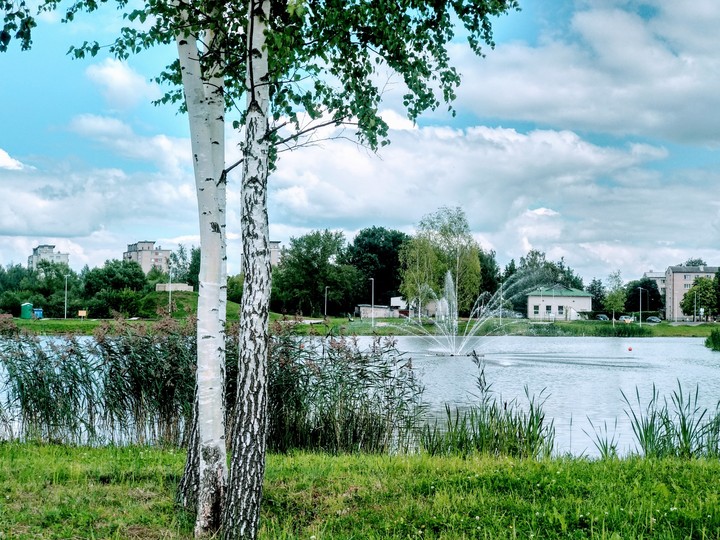березка