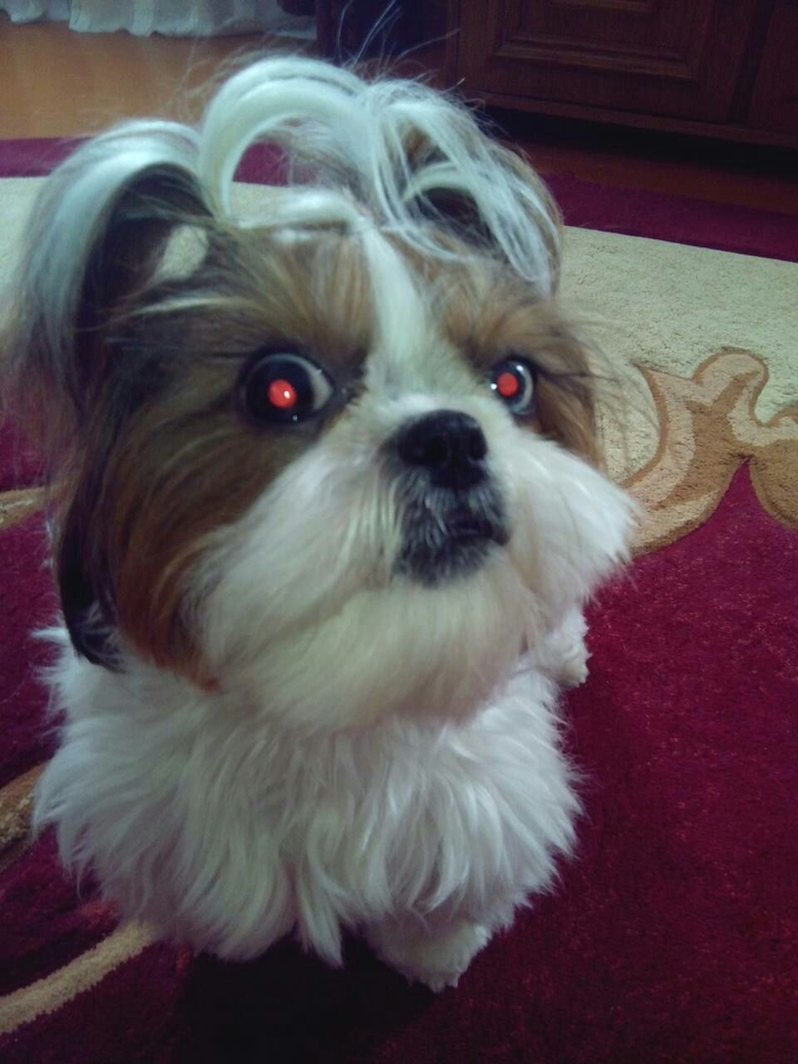 Mishka