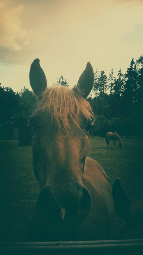 i love horses