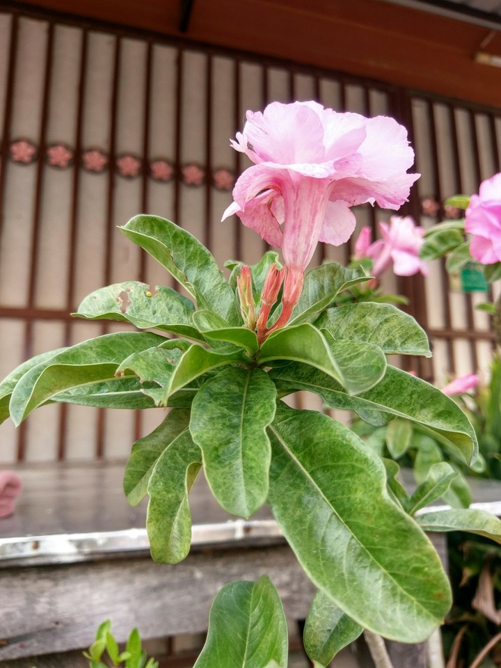 ดอกไมั