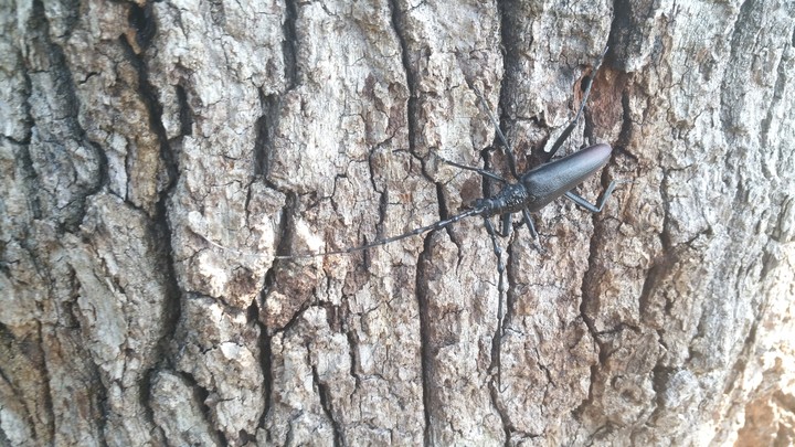 #beetle