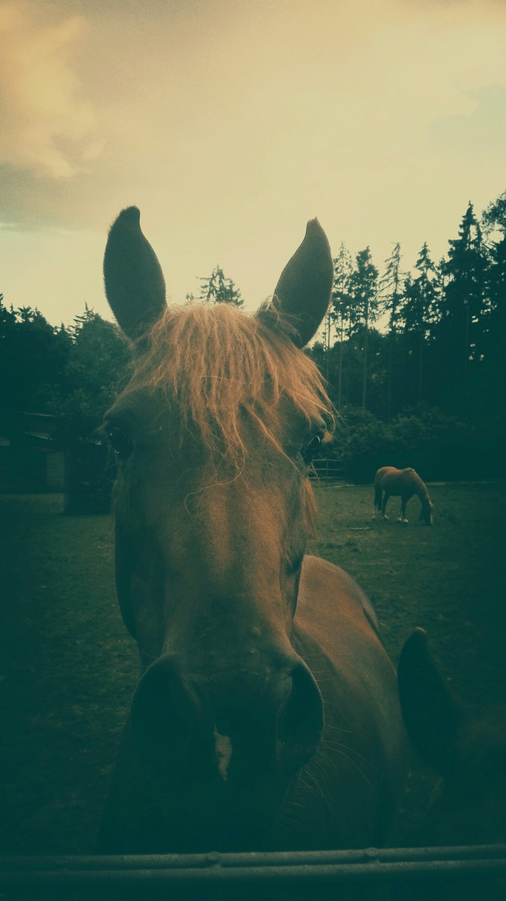 i love horses