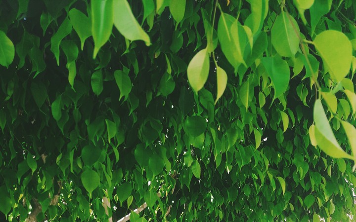 Leafes from the tree