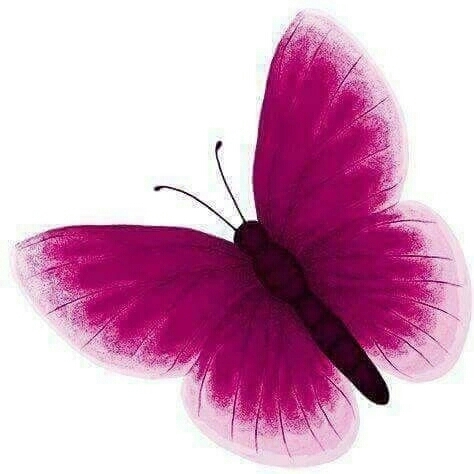 borboleta