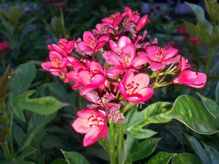 flowers of nature