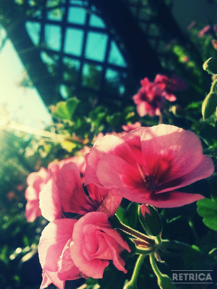 Flowers dance