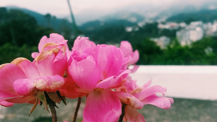 montanhas com flores