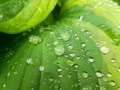 Drops