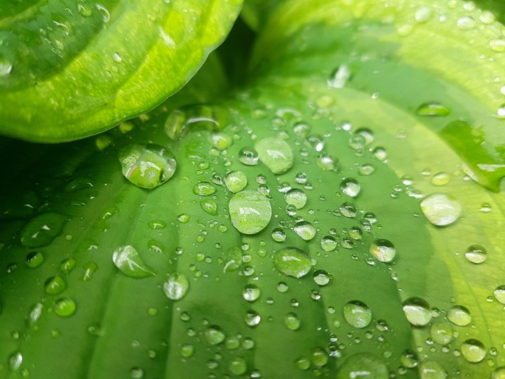 Drops