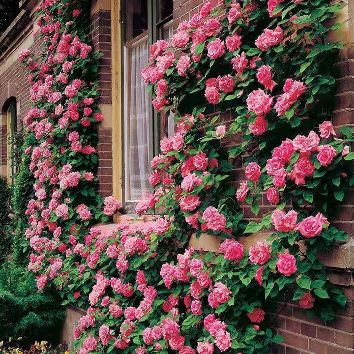 pink rose