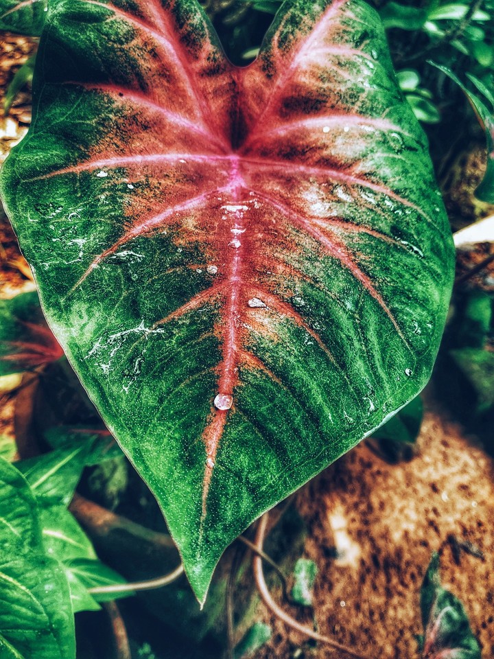 leaf photography