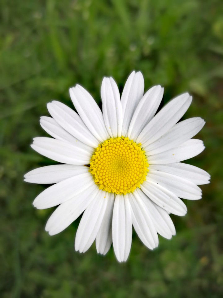 flovers