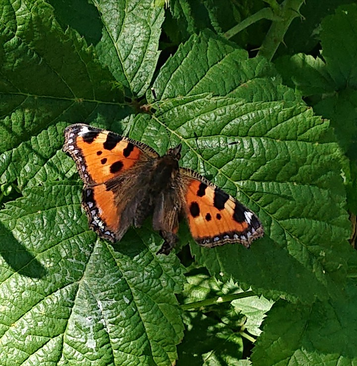 papillon ?