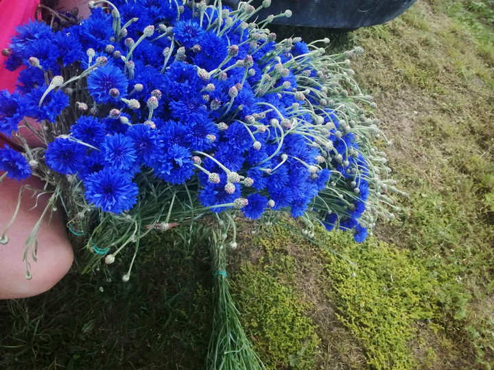 blue