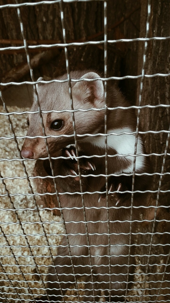 zoo