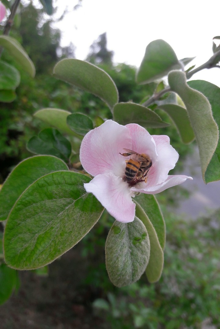 بهار _ spring
