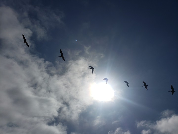 fly 2