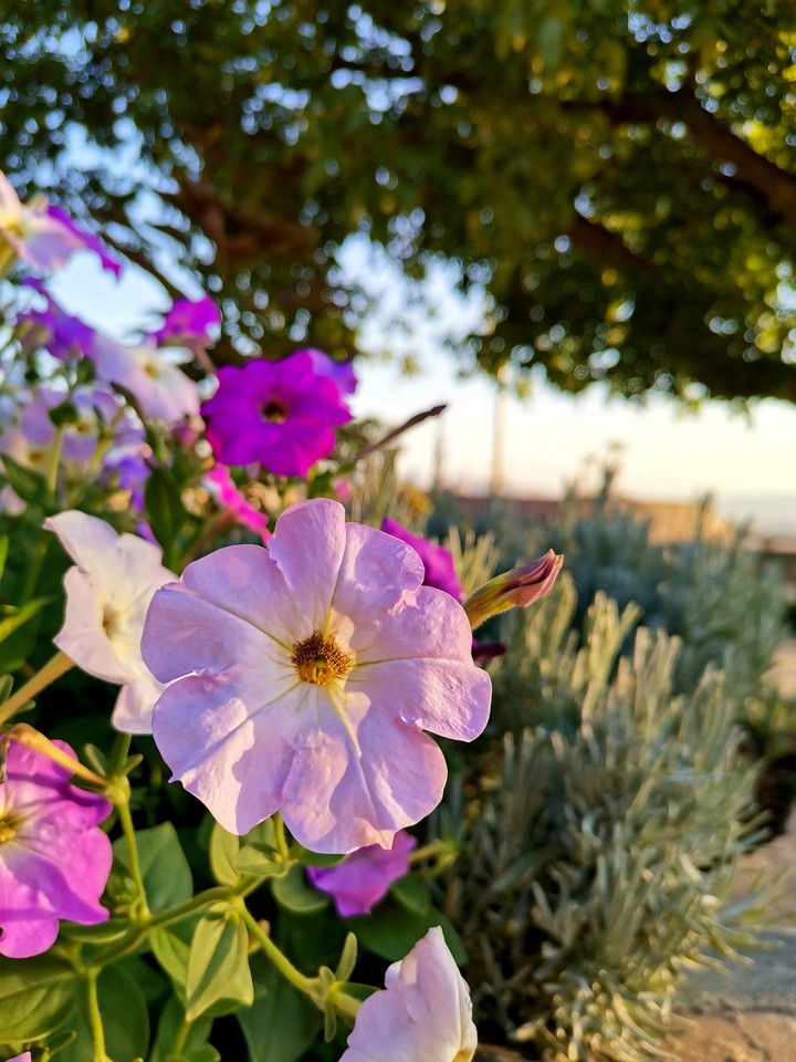 flower