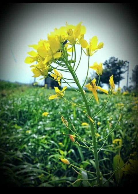 yellow flower on tubewell