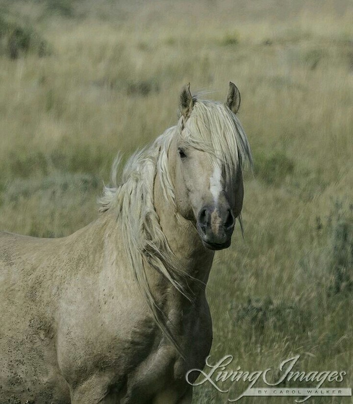 cavalos selvagem