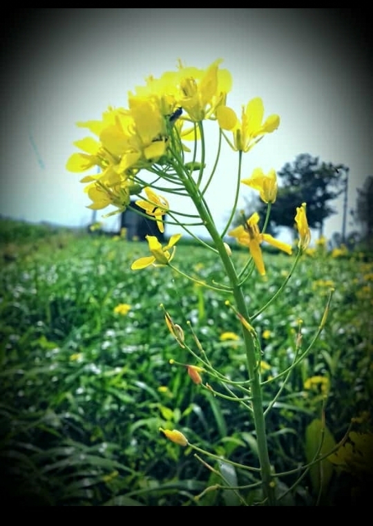 yellow flower on tubewell