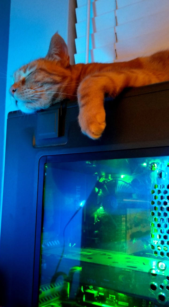 Sleeping kitty